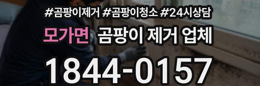 모가면 곰팡이 제거 업체