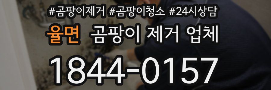 율면 곰팡이 제거 업체