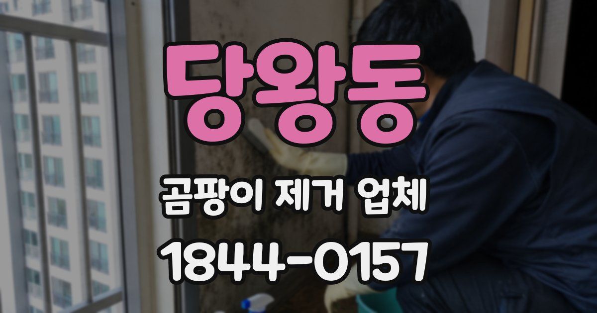 당왕동 곰팡이 제거 업체