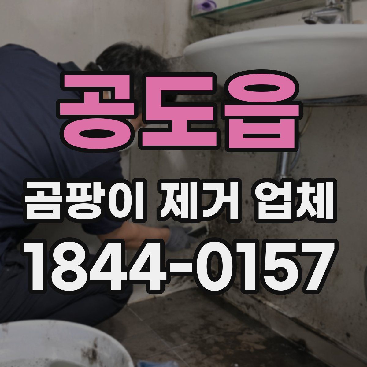 공도읍 곰팡이 제거 업체