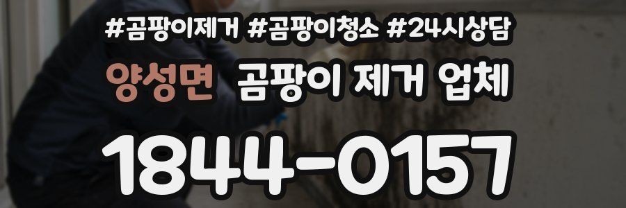 양성면 곰팡이 제거 업체