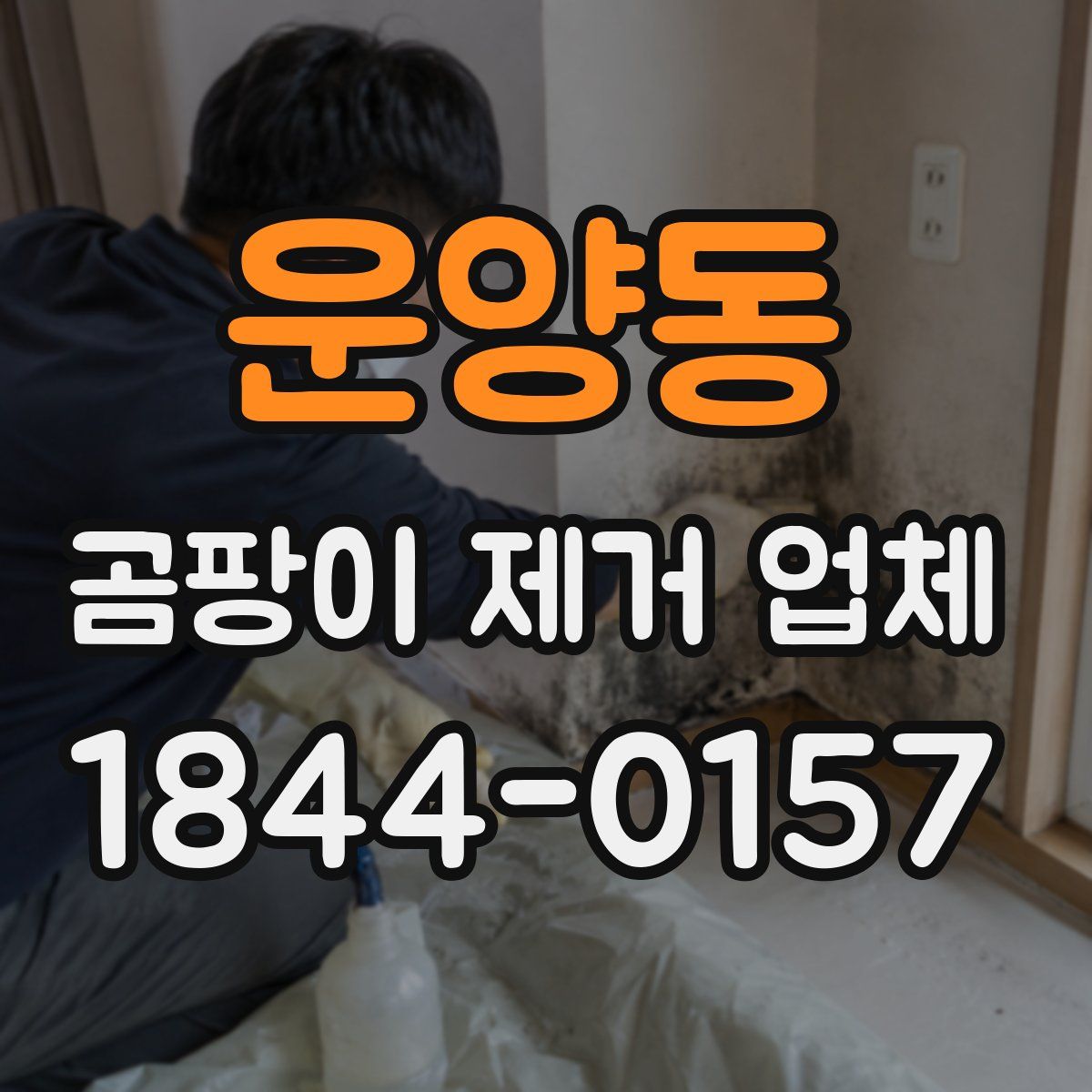 운양동 곰팡이 제거 업체