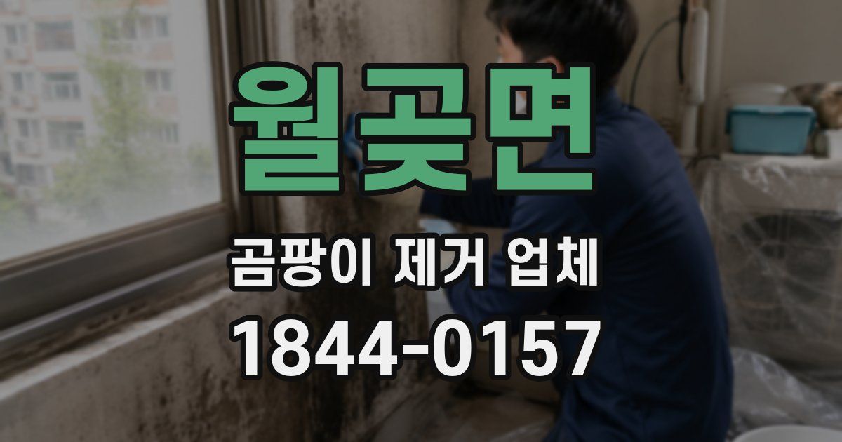 월곶면 곰팡이 제거 업체