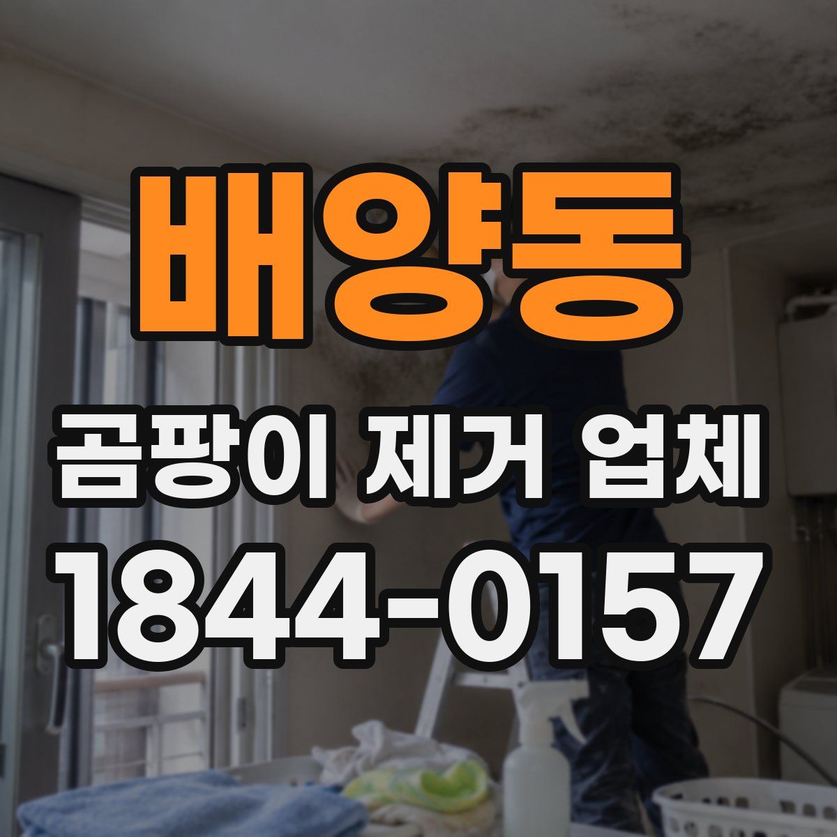 배양동 곰팡이 제거 업체