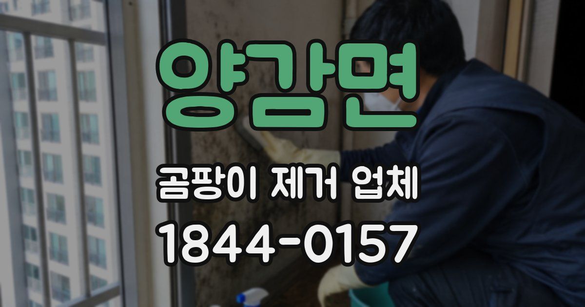 양감면 곰팡이 제거 업체
