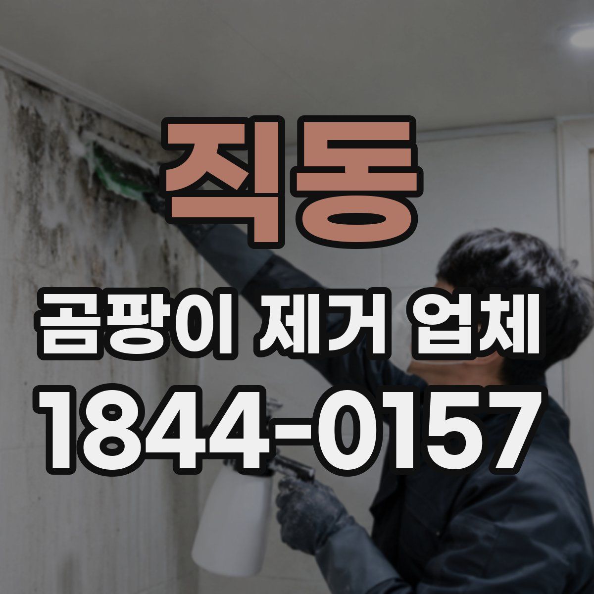 직동 곰팡이 제거 업체