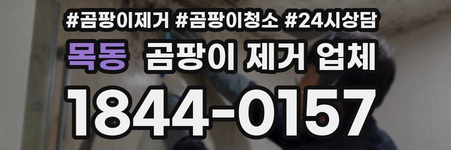 목동 곰팡이 제거 업체