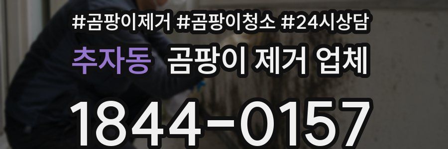 추자동 곰팡이 제거 업체