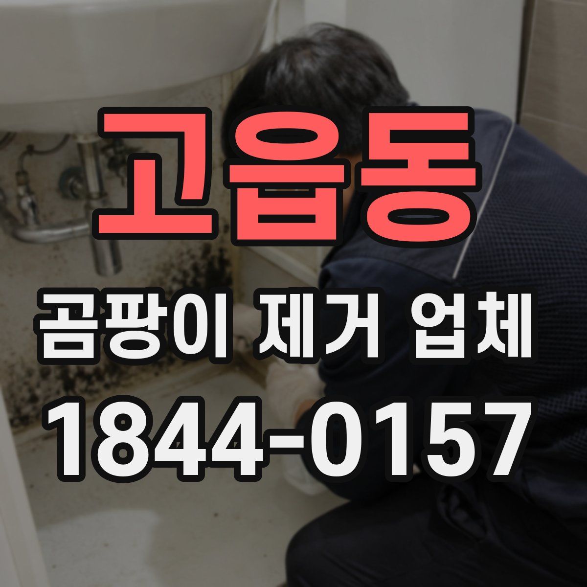 고읍동 곰팡이 제거 업체