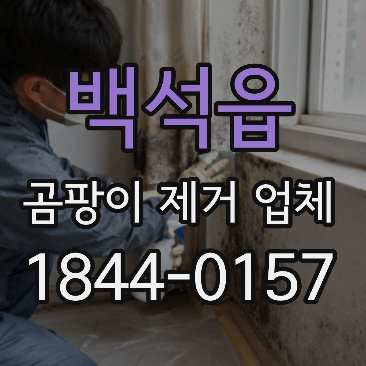 백석읍 곰팡이 제거 업체