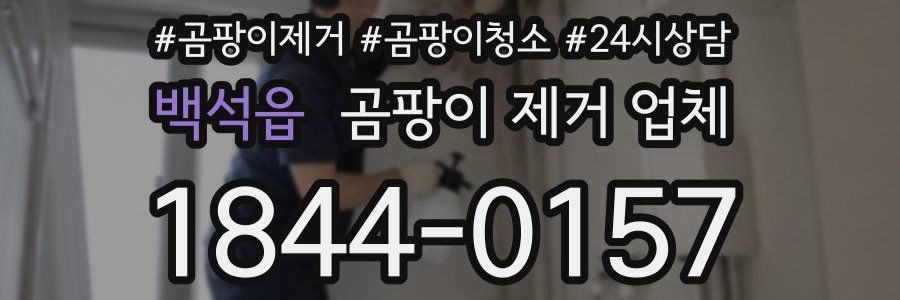백석읍 곰팡이 제거 업체