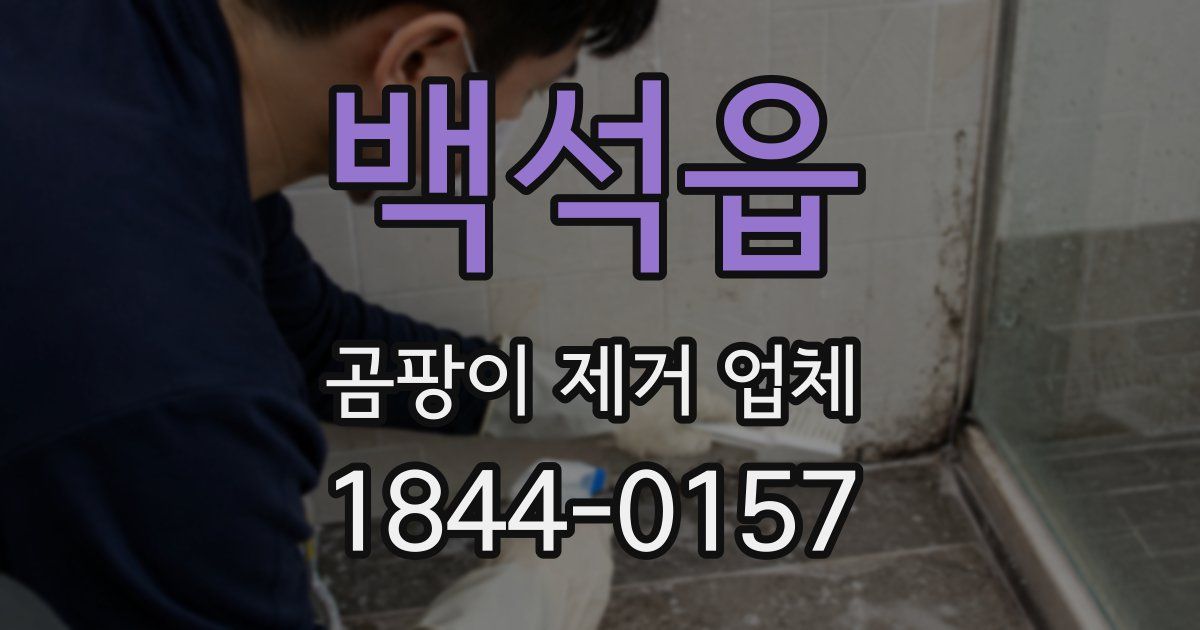 백석읍 곰팡이 제거 업체