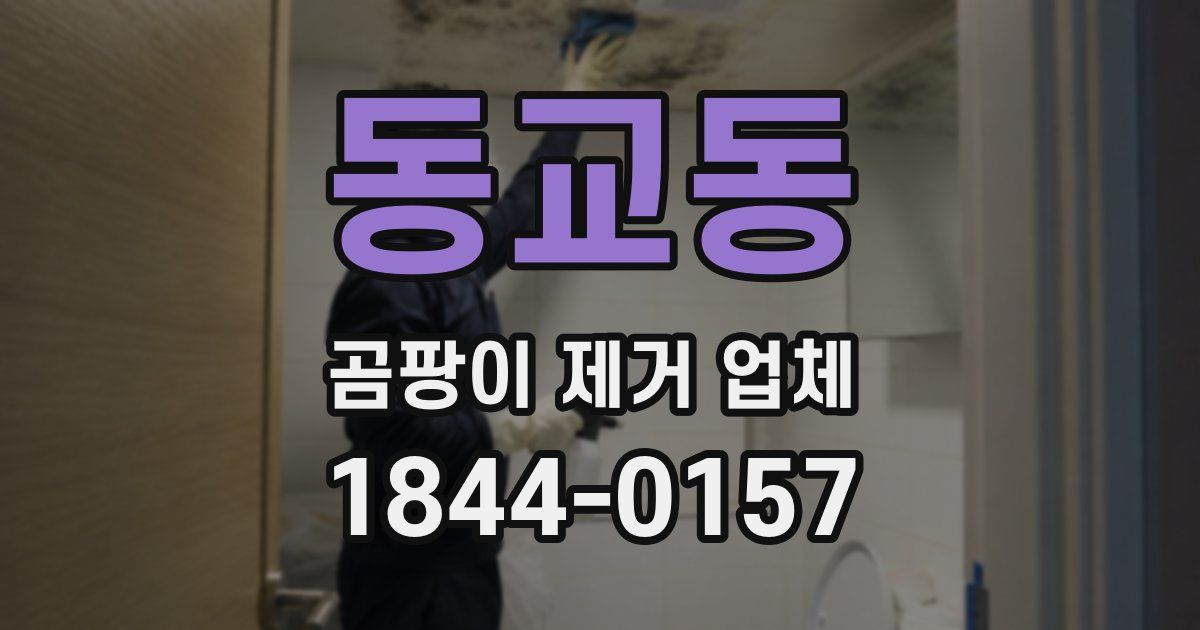 동교동 곰팡이 제거 업체