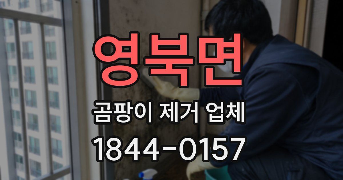 영북면 곰팡이 제거 업체