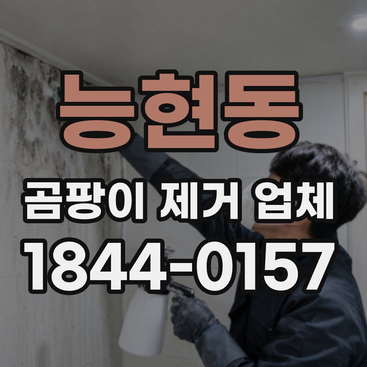 능현동 곰팡이 제거 업체