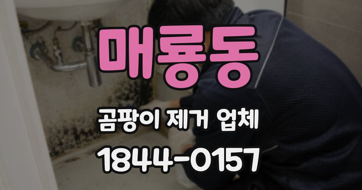 매룡동 곰팡이 제거 업체