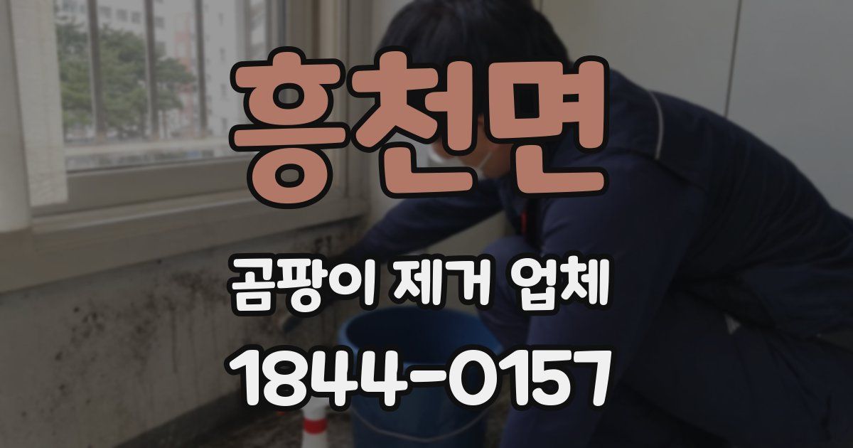 흥천면 곰팡이 제거 업체