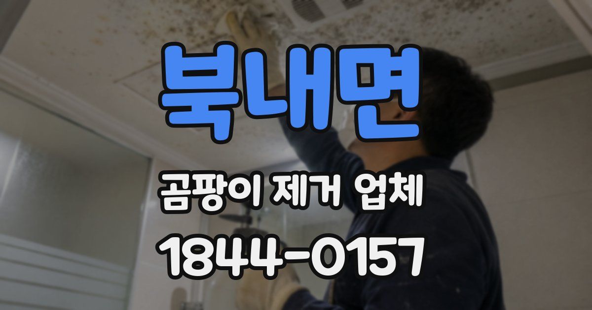 북내면 곰팡이 제거 업체