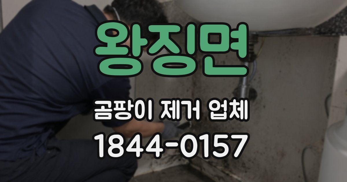 왕징면 곰팡이 제거 업체
