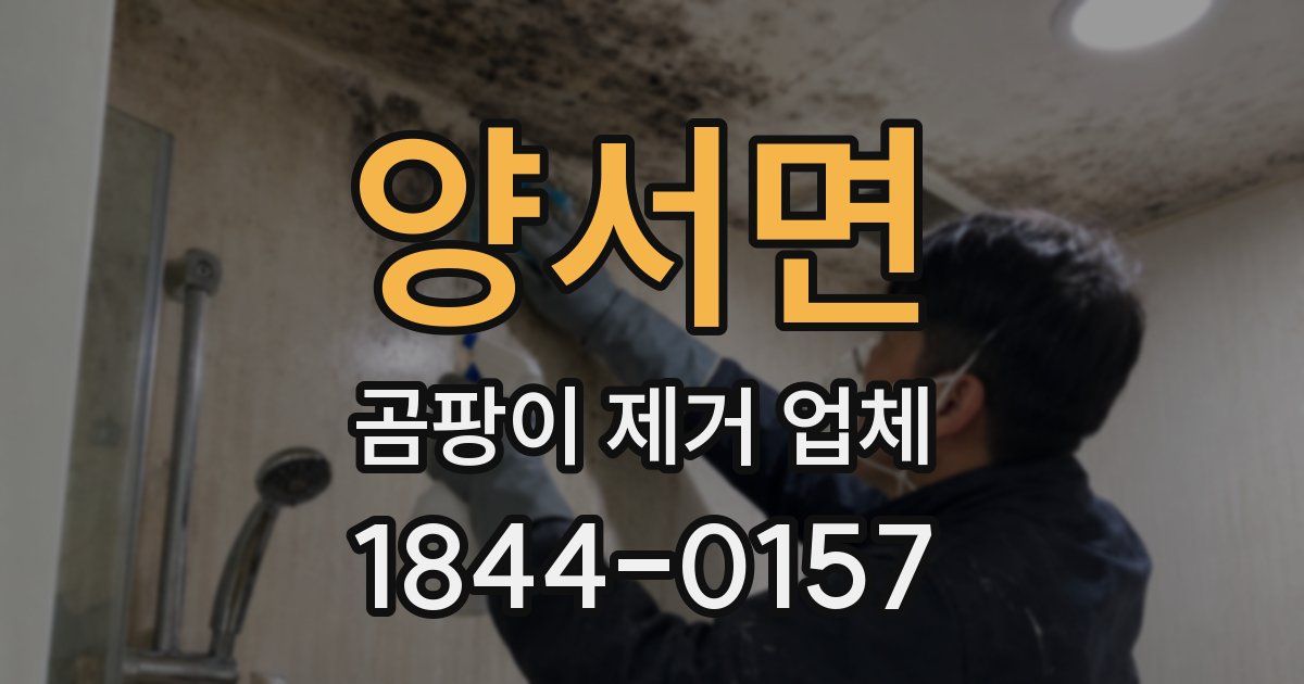 양서면 곰팡이 제거 업체