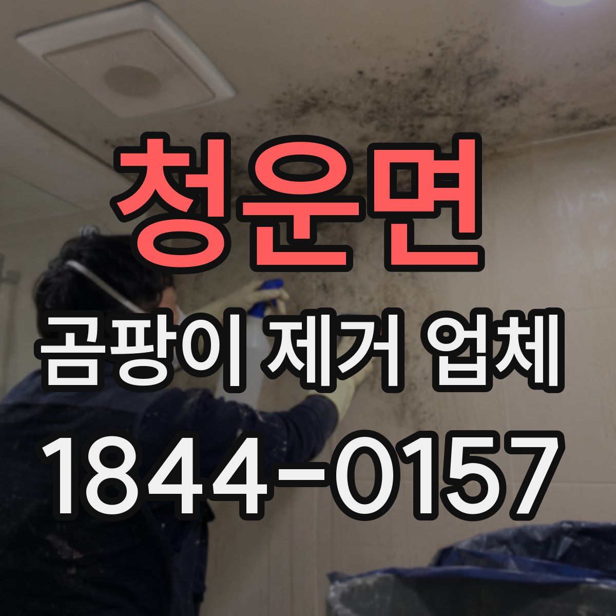 청운면 곰팡이 제거 업체
