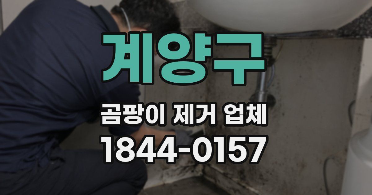 계양구 곰팡이 제거 업체
