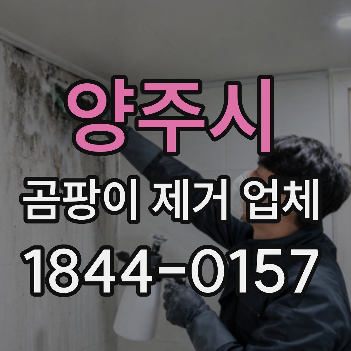 양주시 곰팡이 제거 업체