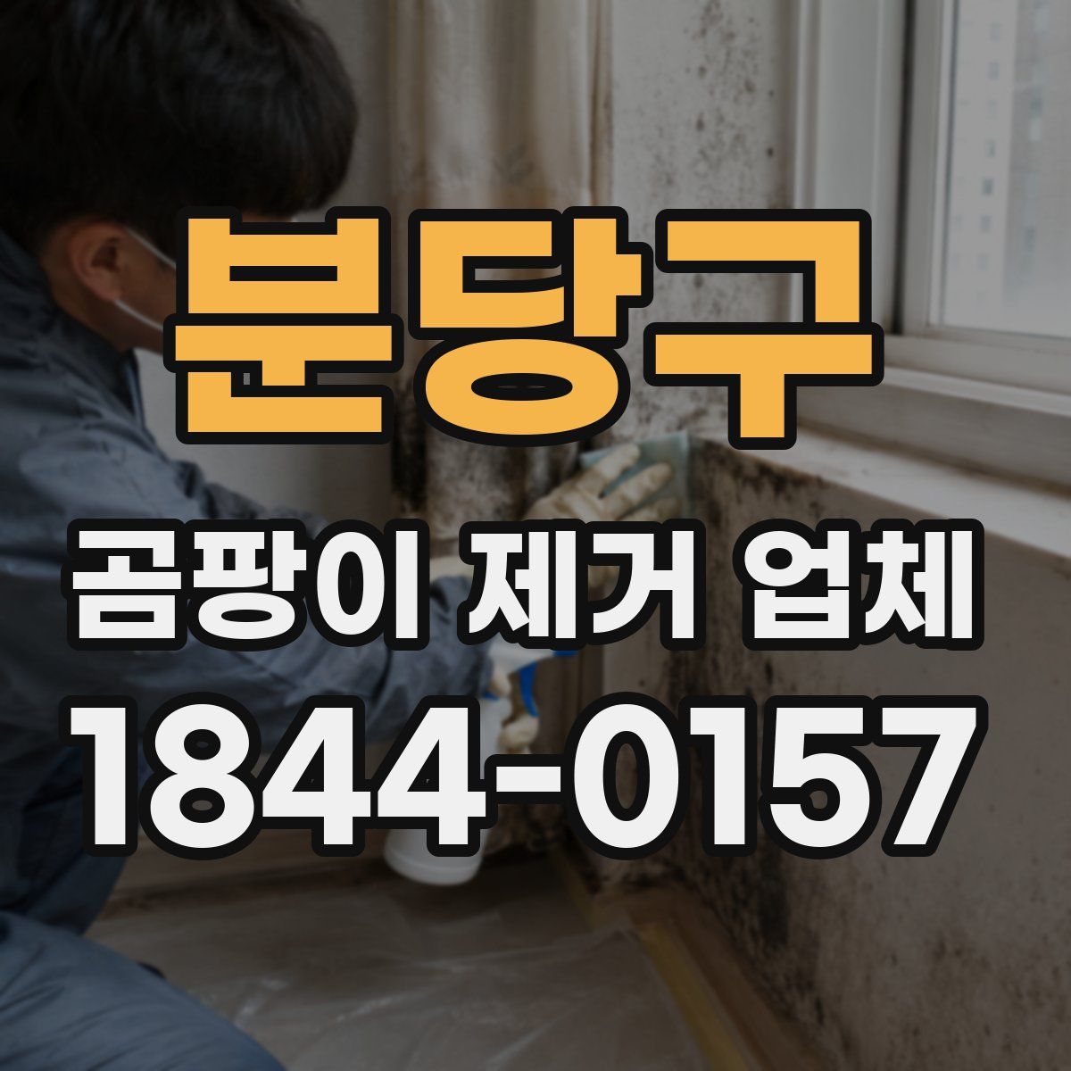 분당구 곰팡이 제거 업체