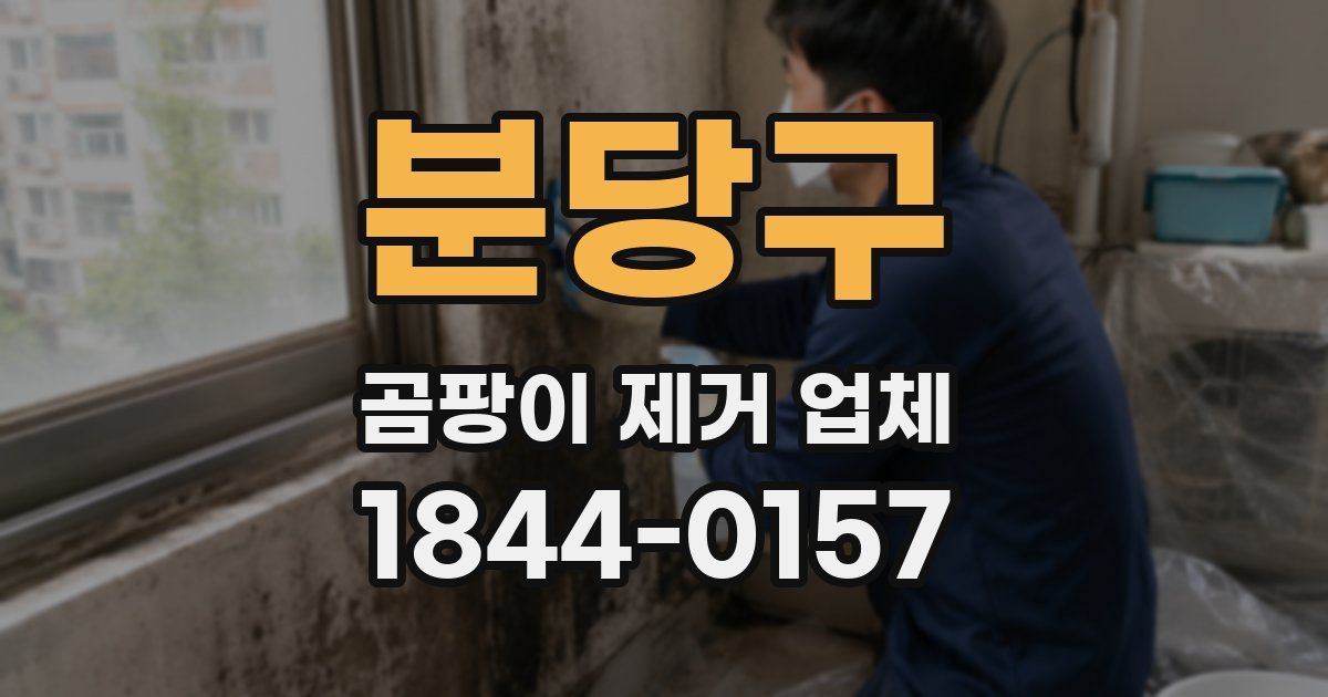 분당구 곰팡이 제거 업체
