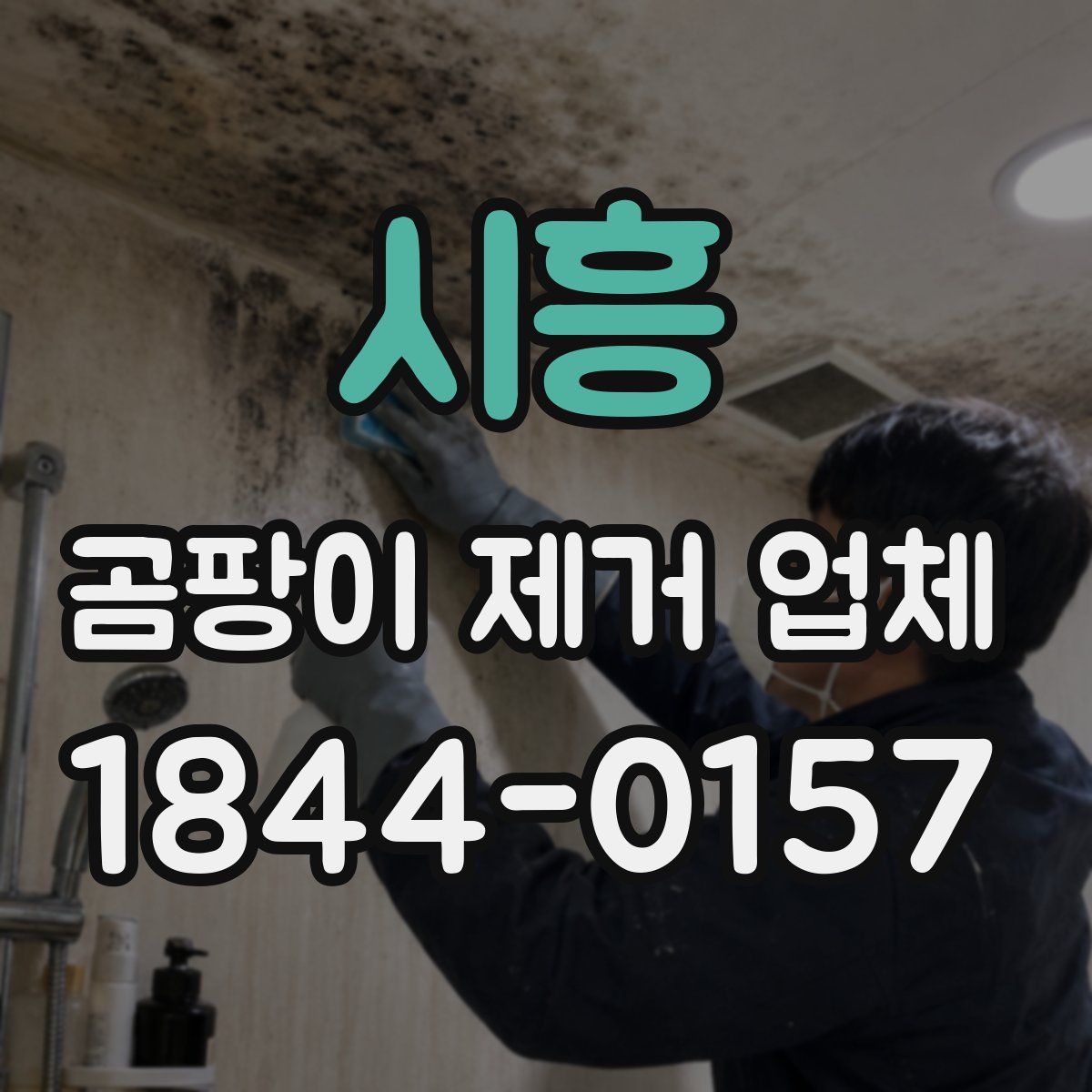 시흥 곰팡이 제거 업체
