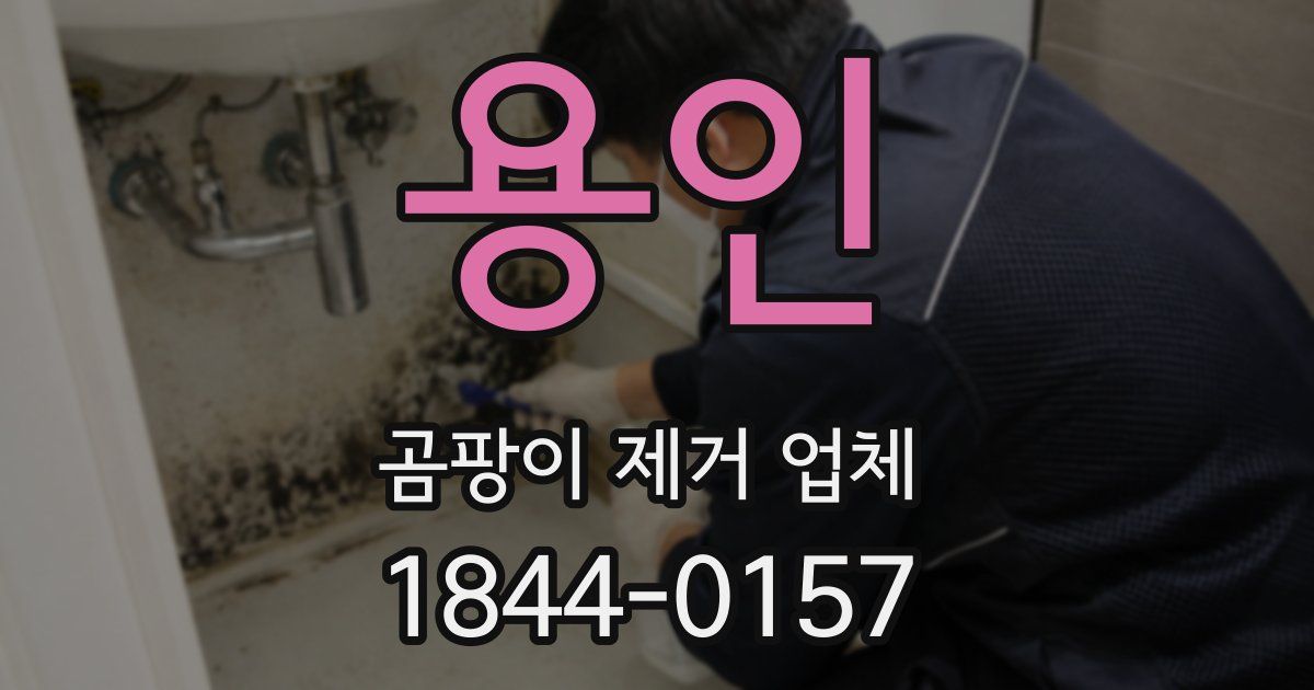 용인 곰팡이 제거 업체