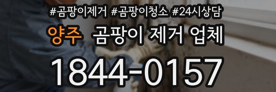 양주 곰팡이 제거 업체