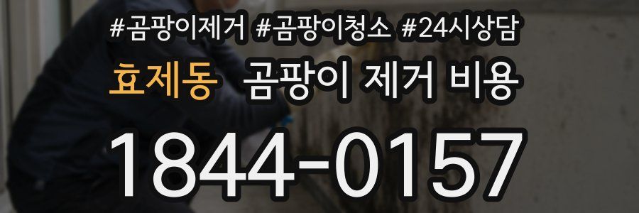 효제동 곰팡이 제거 비용