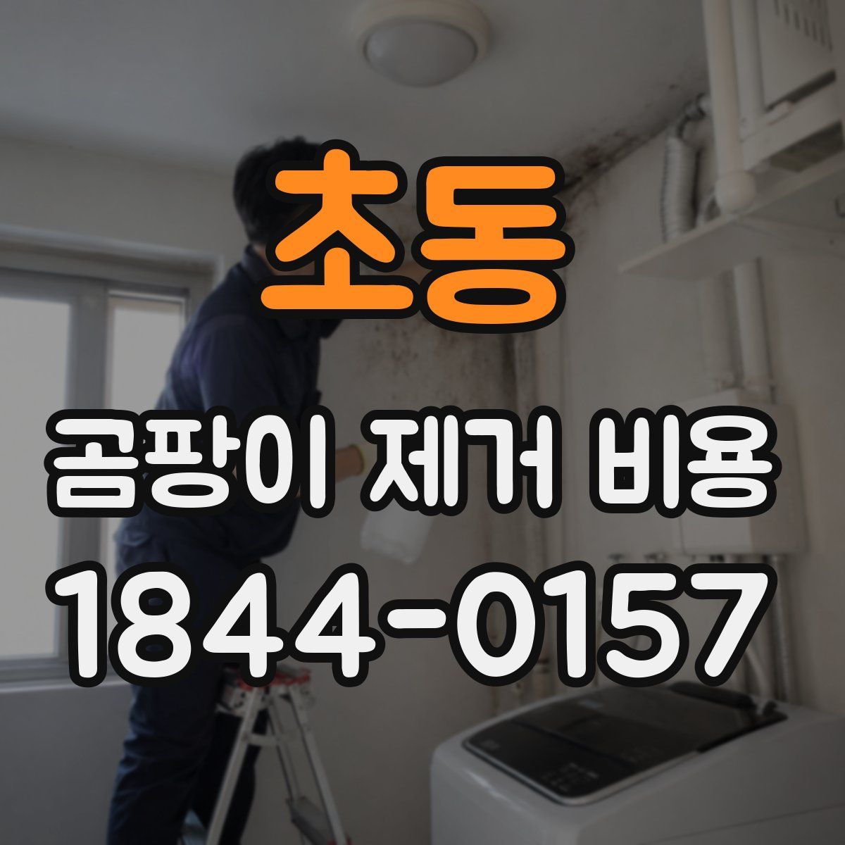 초동 곰팡이 제거 비용
