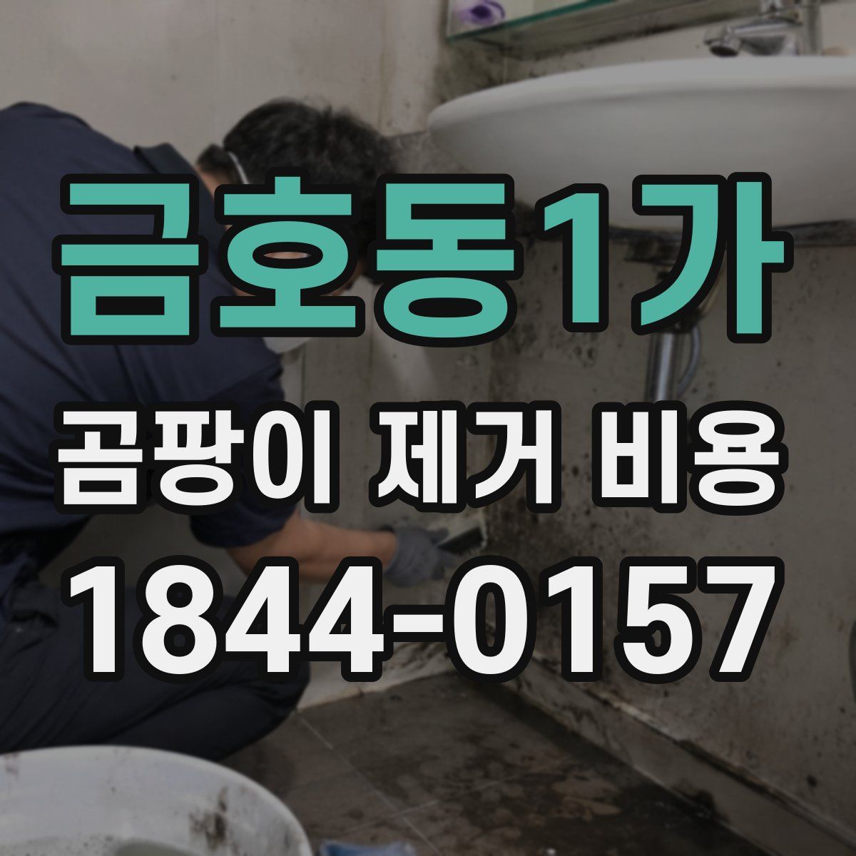 금호동1가 곰팡이 제거 비용