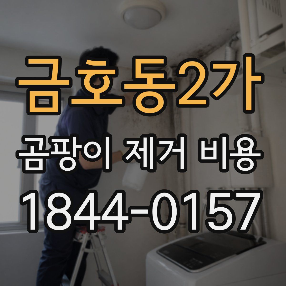 금호동2가 곰팡이 제거 비용