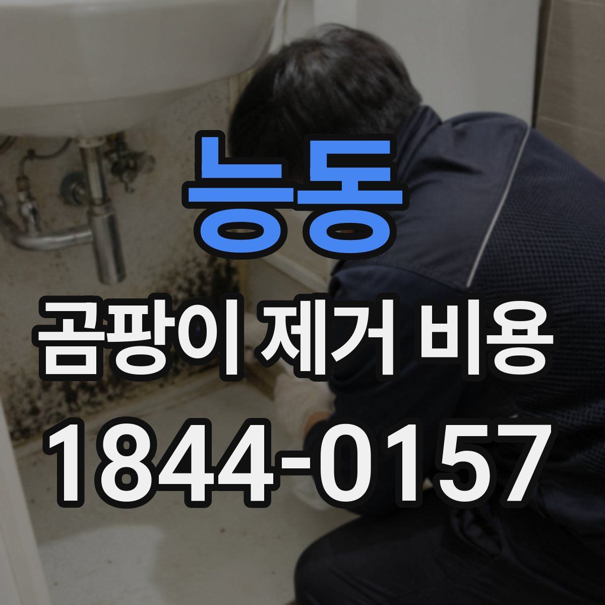 능동 곰팡이 제거 비용