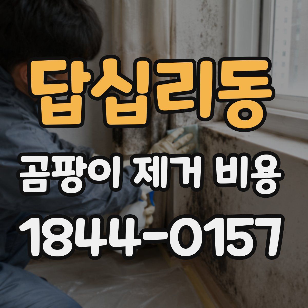 답십리동 곰팡이 제거 비용