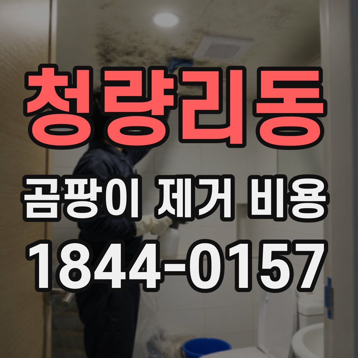 청량리동 곰팡이 제거 비용