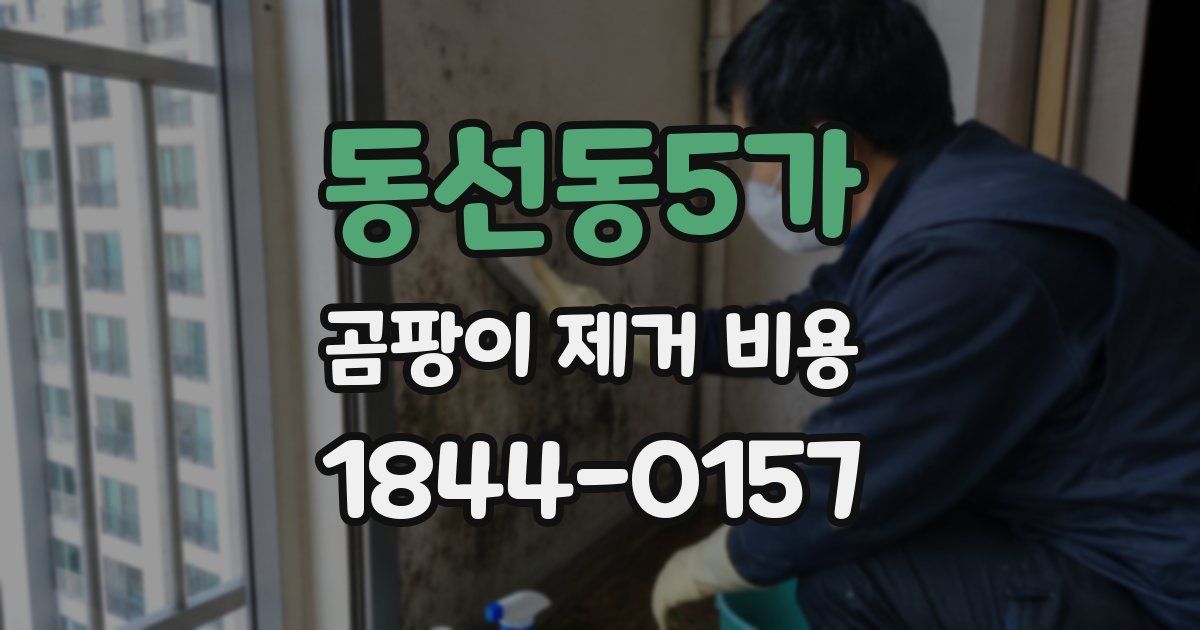 동선동5가 곰팡이 제거 비용