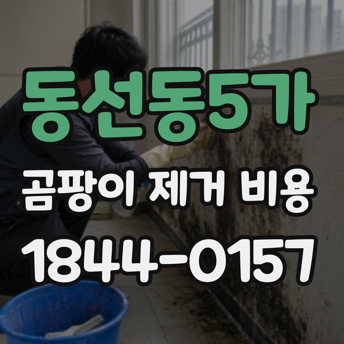 동선동5가 곰팡이 제거 비용