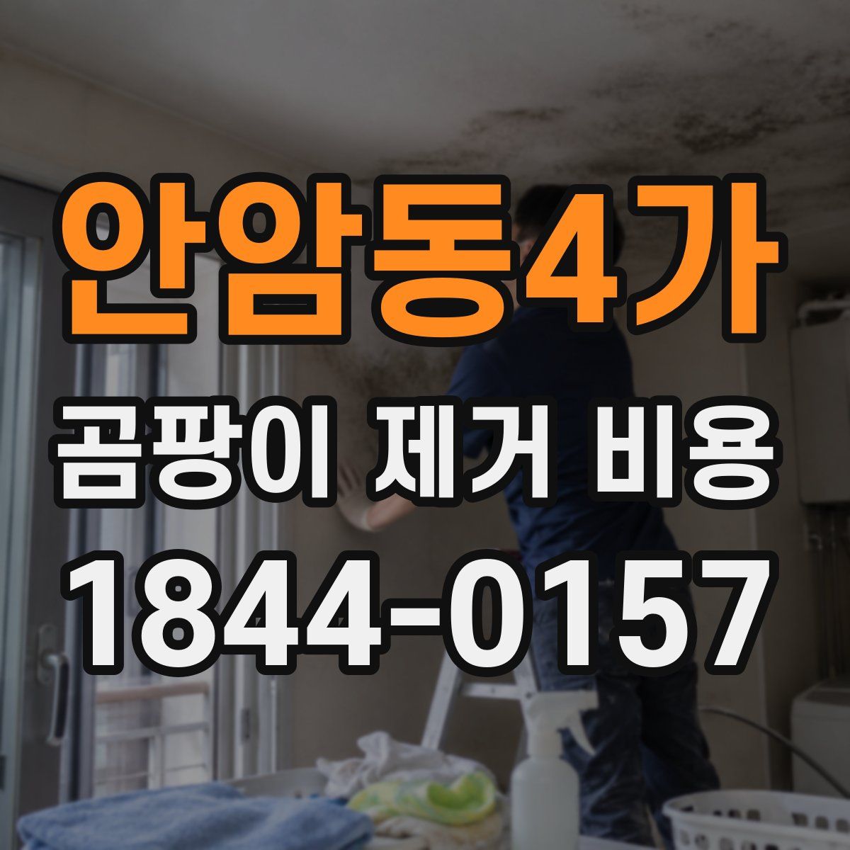 안암동4가 곰팡이 제거 비용