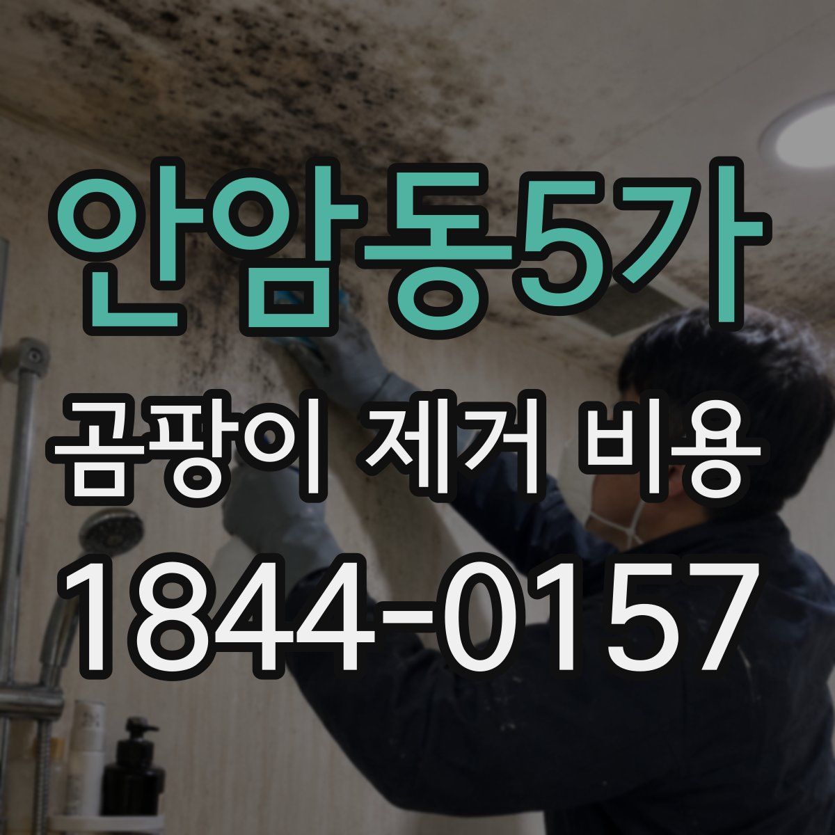 안암동5가 곰팡이 제거 비용
