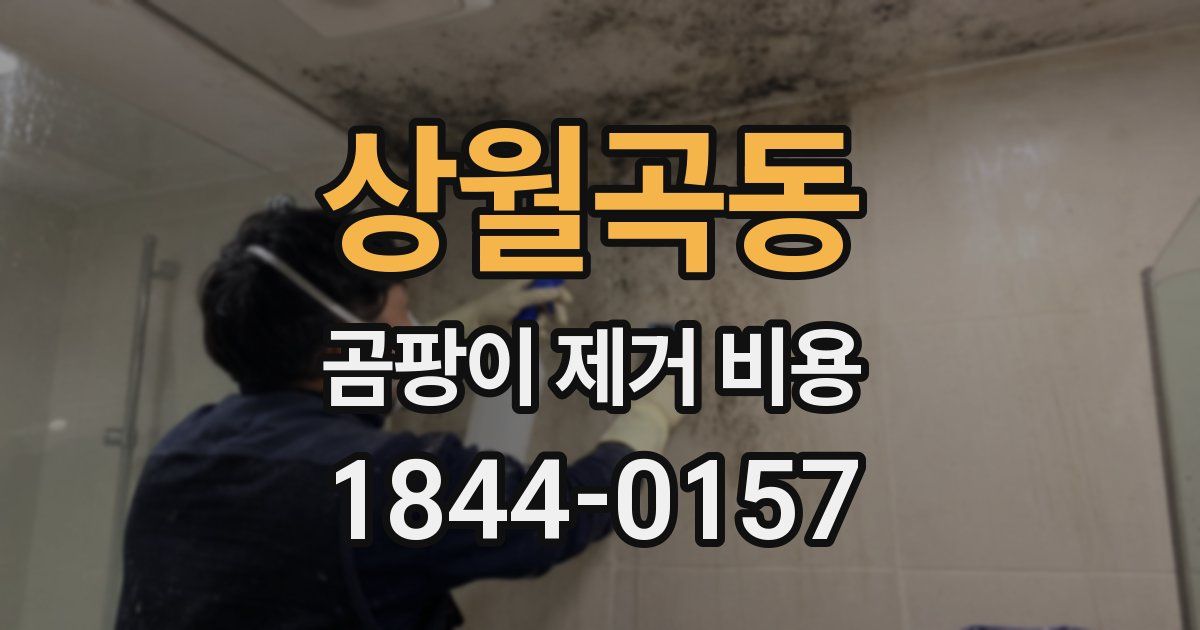 상월곡동 곰팡이 제거 비용