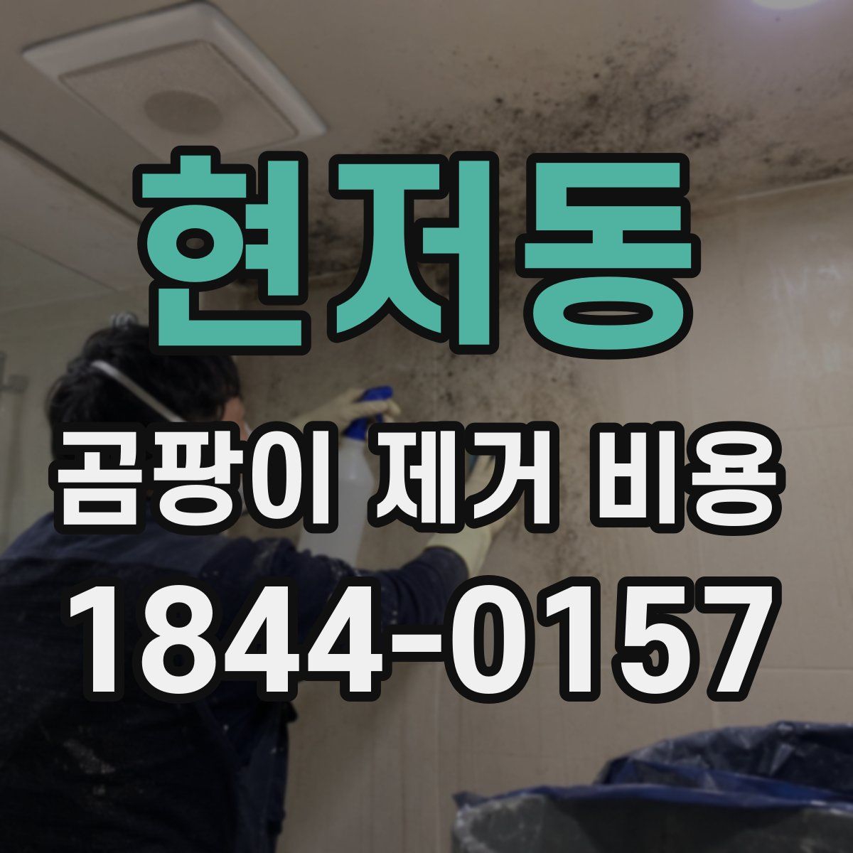 현저동 곰팡이 제거 비용