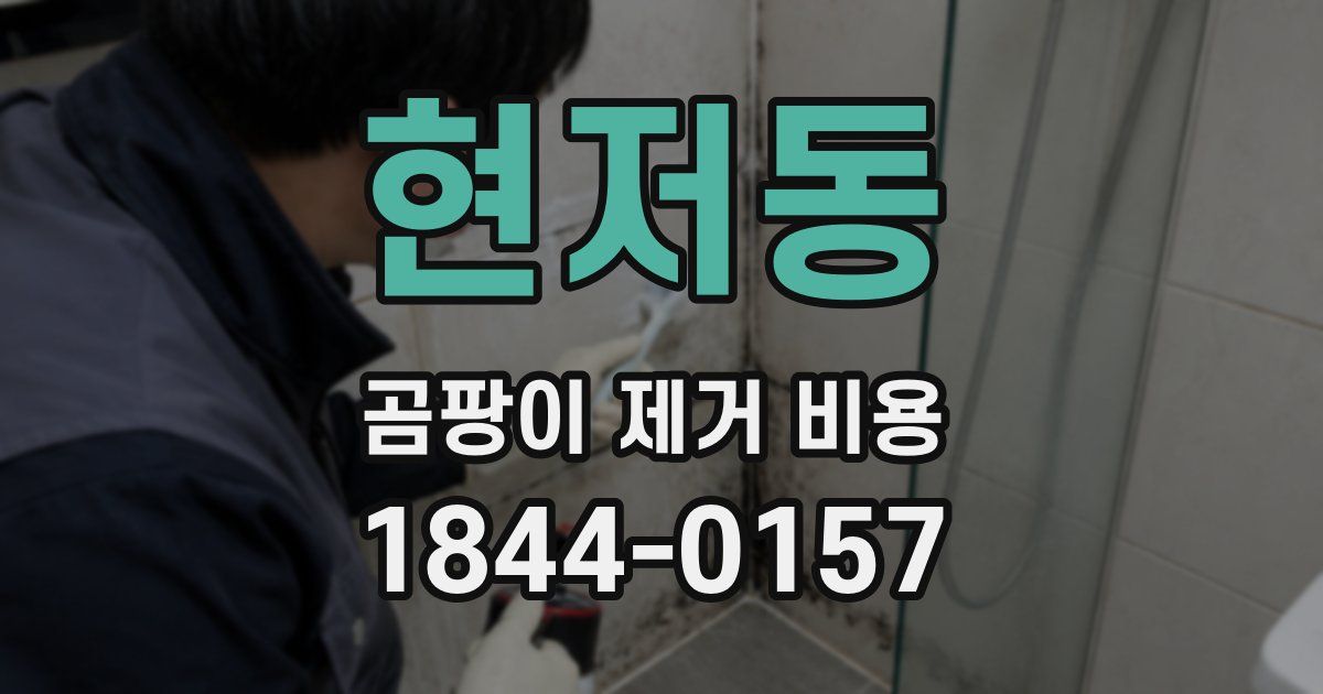 현저동 곰팡이 제거 비용