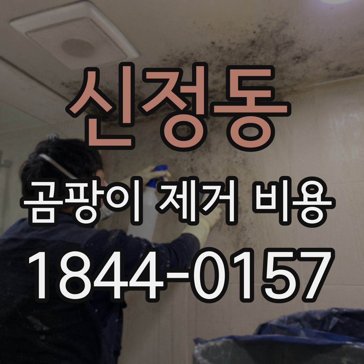신정동 곰팡이 제거 비용
