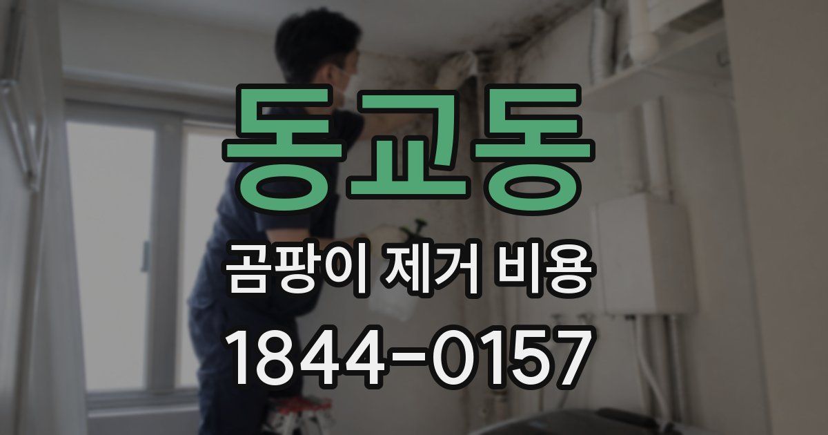 동교동 곰팡이 제거 비용