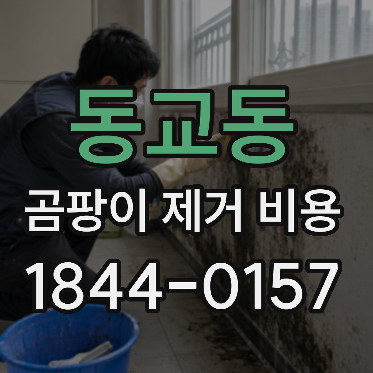 동교동 곰팡이 제거 비용