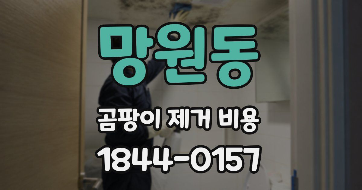 망원동 곰팡이 제거 비용